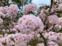 京都　KYOTO SAKURAめぐり❗️京都御苑の車返桜に感動❗️