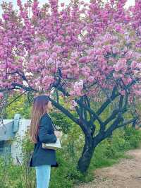 [서울] 서울 겹벚꽃은 어디에⁉️ 보라매공원🌸