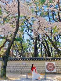 올 봄 핫플이었던 대릉원 돌담길 벚꽃길🌸