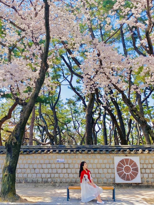 올 봄 핫플이었던 대릉원 돌담길 벚꽃길🌸