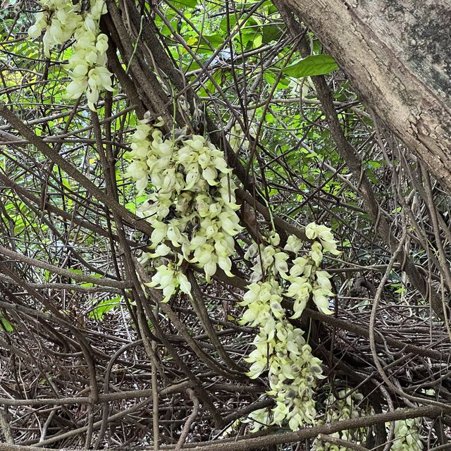荃灣城門谷公園