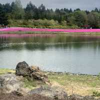 一面の芝桜