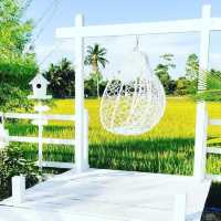 homestay in the middle of padi farm