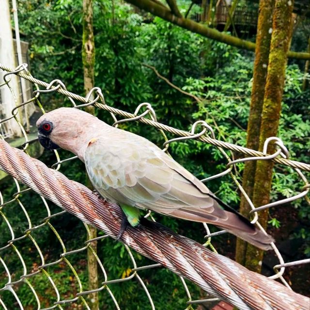 Jurong Bird Park