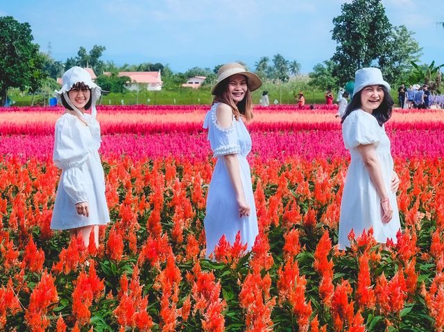 ทุ่งดอกไม้ เชียงใหม่​  I Love Flower Farm แม่ริม