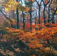 Trip to Seoraksan (Mount Seorak)