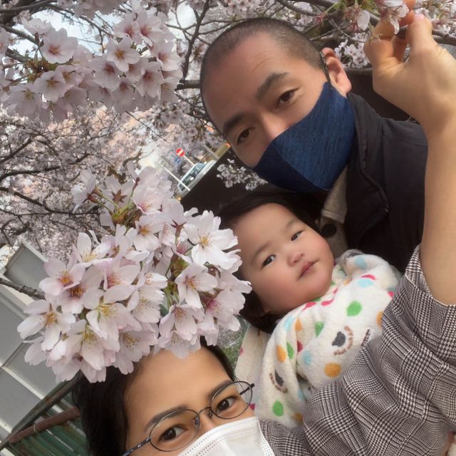 เทศกาลซากุระShimizu Park🌸🌸🌸
