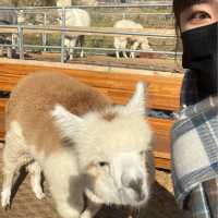 내 앞에 알파카 !!! 🦙