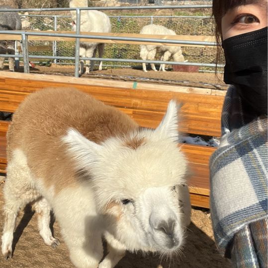 내 앞에 알파카 !!! 🦙