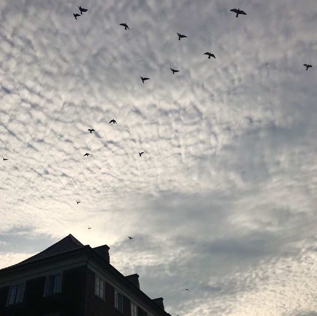 8月份既丹麥🇩🇰·瑞典馬爾默🇸🇪