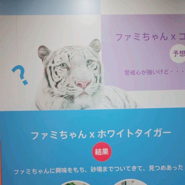 ニフレル　familiarコラボ