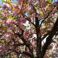 人数制限のお陰で、ゆったりと造幣局で、お花見。