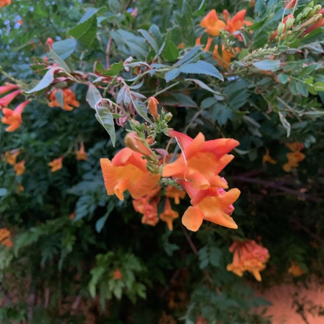 desert and flowers 