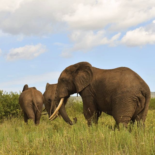 The Wildlife in Ngorongoro