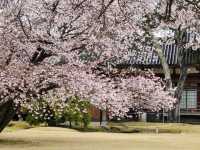 Nara's cherry blossoms 🌸