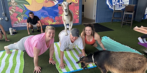 Goat Yoga Tampa + free drink! Big Storm, Clearwater, 9/16 @ 9:30am-10:30am (Clearwater) | Big Storm Brewing Co.