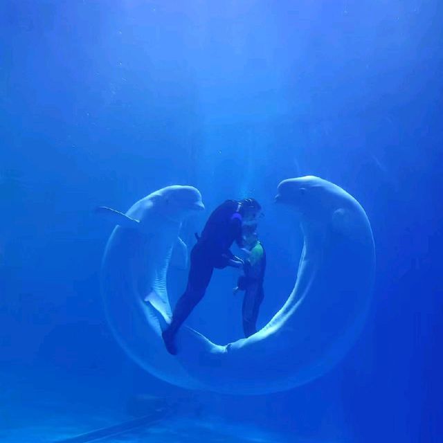 Under water experience at Guiyang ocean 