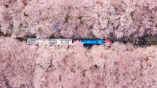 【2024韓國櫻花季】釜山人氣賞櫻景點推介：三樂生態公園、南川洞櫻花路、東大新洞、海雲台迎月路、東萊溫泉川路 | 釜山