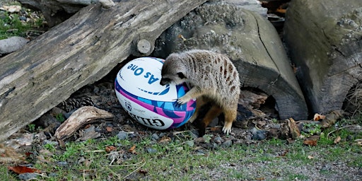 Roaring Rugby Brunch | Edinburgh Zoo
