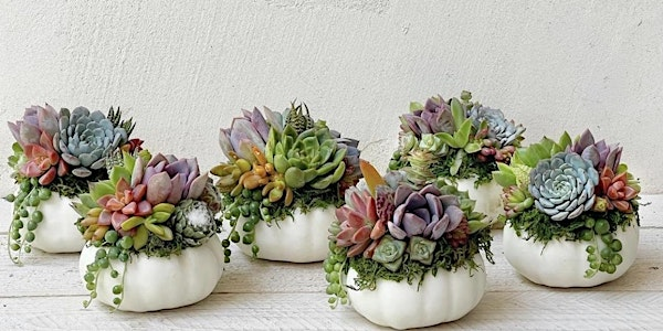 Pumpkin Living Succulent Arrangement | James River Cellars Winery