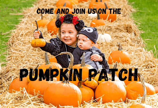 Hillview Pumpkin Patch | Hillview Animal Park