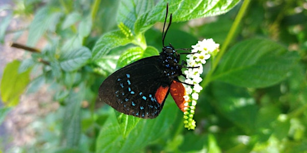 GI - BMP in SPANISH Green Industries Best Management Practices EN ESPANOL | This class is at UF/IFAS Extension Auditorium.