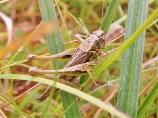 Grasshoppers and Crickets (ERCCIS Workshop) | Cubert Village Hall