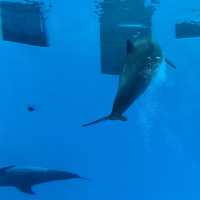 名古屋港水族館 は1日中楽しめる
