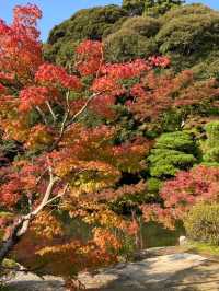 山口県🍁これからの時期が1番オススメ！紅葉スポット🍁【長府庭園】