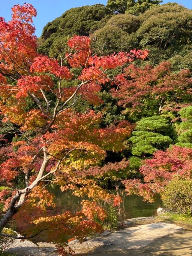 山口県🍁これからの時期が1番オススメ！紅葉スポット🍁【長府庭園】
