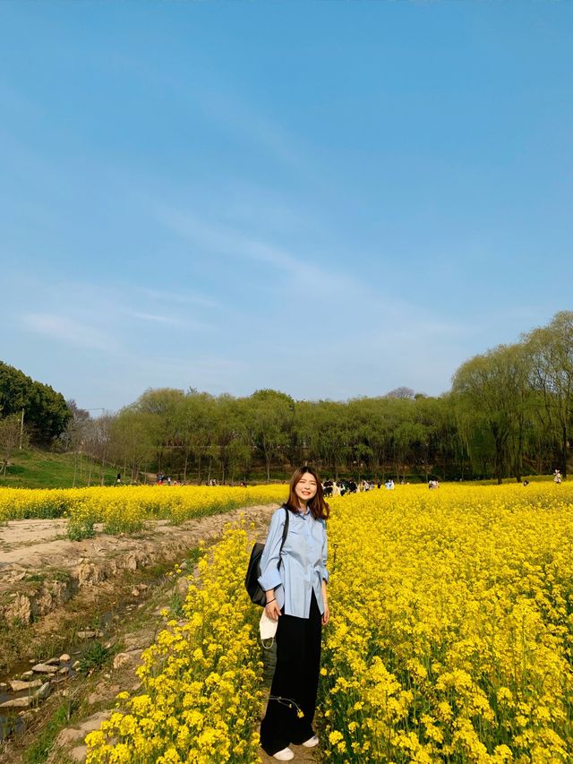 [대구] 두류공원, 성당못 유채꽃 !🌼🌟🐥💛