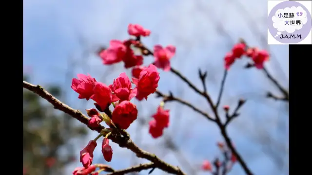 #偽遊日本賞櫻花 #香港樱花