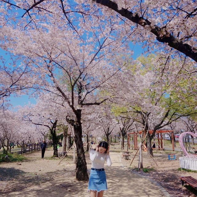 벚꽃이 만개한 대구 꽃보라동산🌸