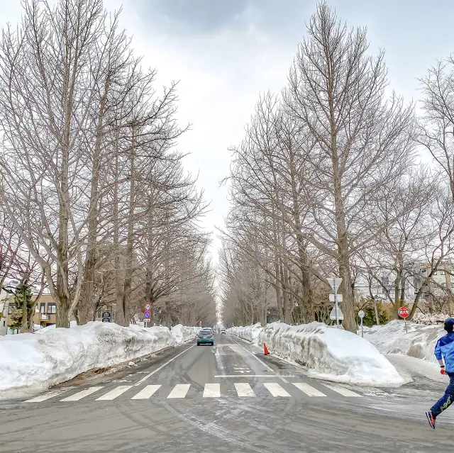 冬の北海道大学の並木