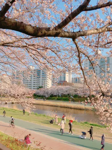 부산 만개한 벚꽃과 유채꽃 명소, 온천천 