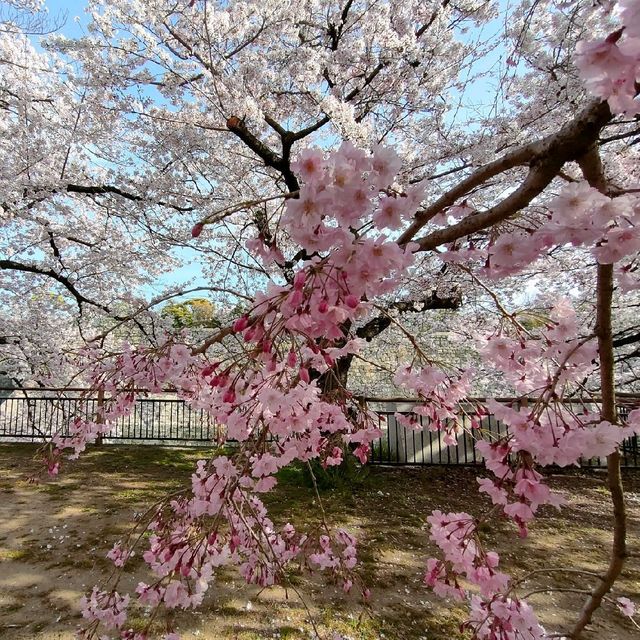 【大阪 大阪城】サクラ咲きほこる大阪城