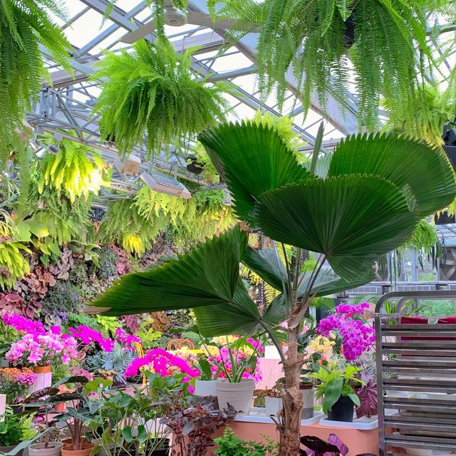 免日曬雨淋！室內花房用餐，享受春季旅行的浪漫氣氛！