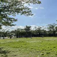 愛知県　清洲公園のつつじ