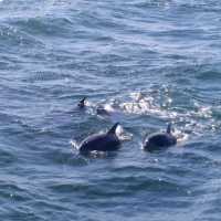 去日本近距離睇野生海豚🐬🐬🐬
