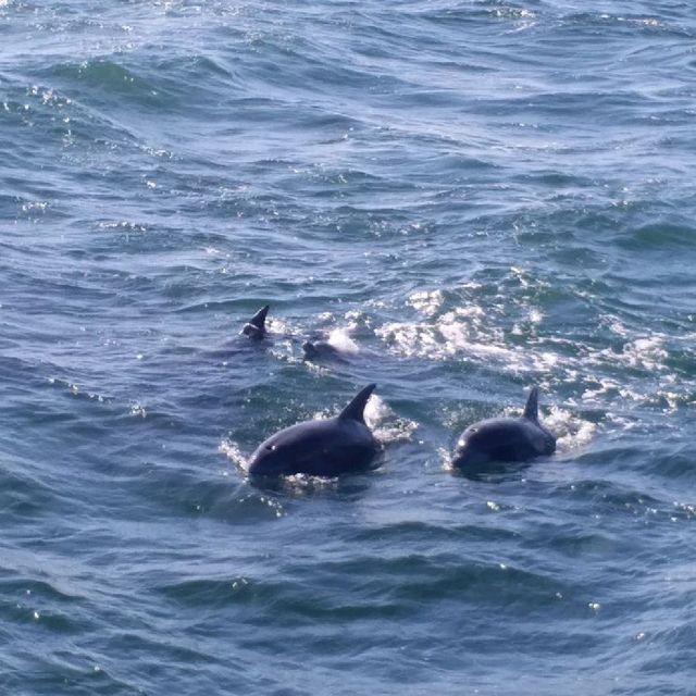 去日本近距離睇野生海豚🐬🐬🐬