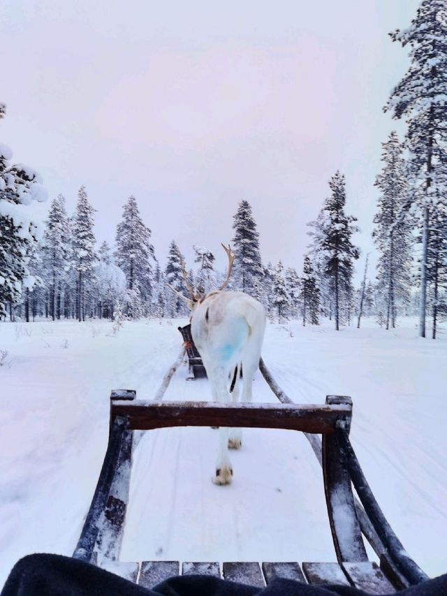 Reindeer Sleigh Ride @Lapland 