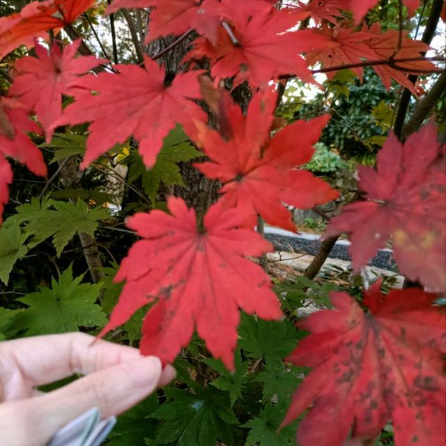 Garden with Fall colors 