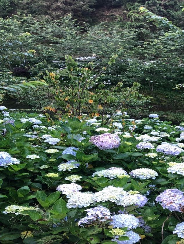 繍球花季景點 杉林溪森林遊樂園