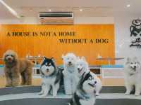 Husky House Cafe   ฮัสกี้เฮ้าส์ คาเฟ่หมาหลับเก่ง