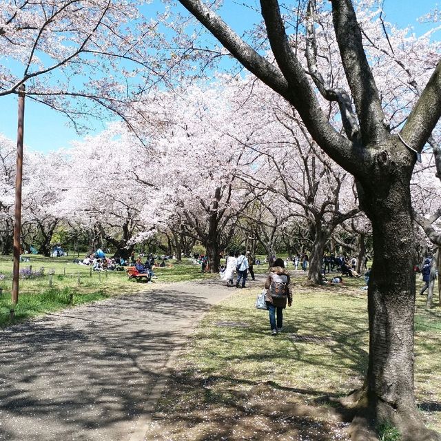 櫻花🌸鬱金香祭🌷