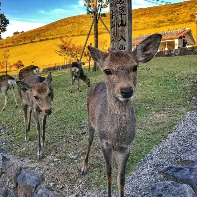 Nara: An Endless Rewarding Destination ⛩️