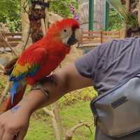 Jakarta Bird Land Ancol