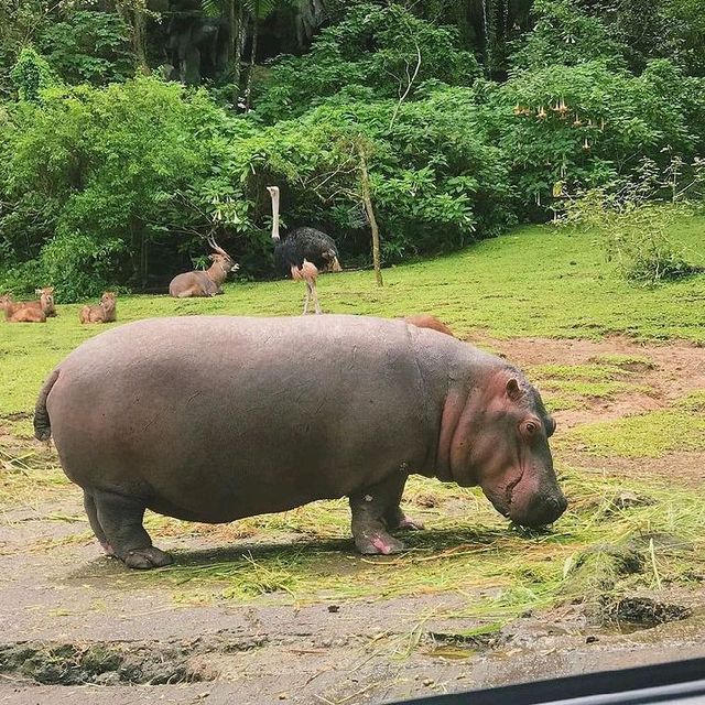 INDONESIAN SAFARI PARK, BOGOR