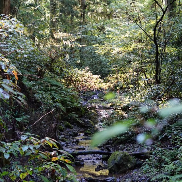 【東京・八王子】秋の高尾山