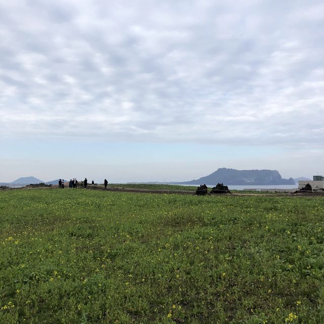 [겨울 여행지 추천] 제주도 광치기 해변 근처 유채꽃🌼
